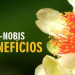 Conheça os benefícios da Ora-pro-nóbis para a saúde